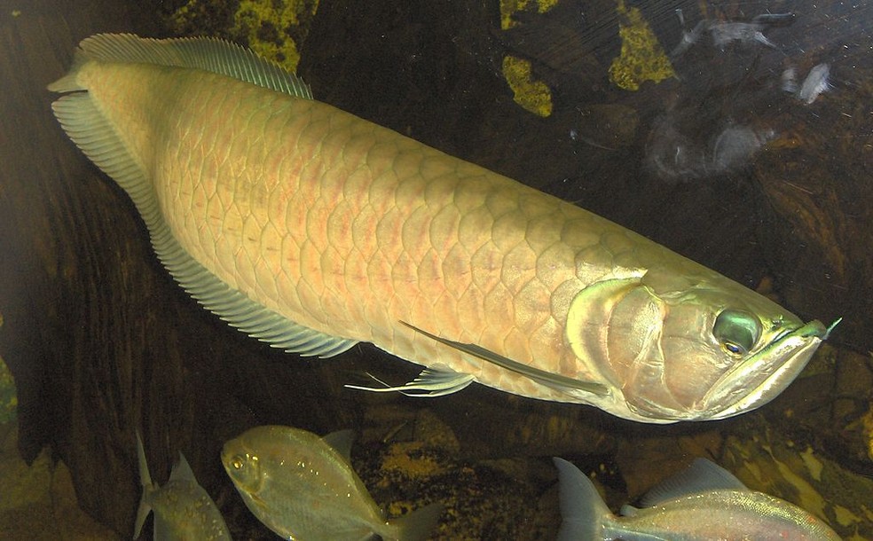 Aruanã, peixe primitivo de água doce da família Osteoglossidae — Foto: Wikimedia Commons