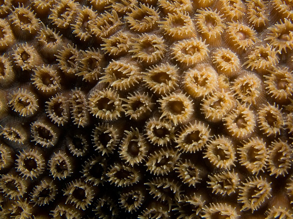 Na foto, um coral-casca-de-jaca, quarta espécie mais comum em Abrolhos — Foto: Wikimedia Commons