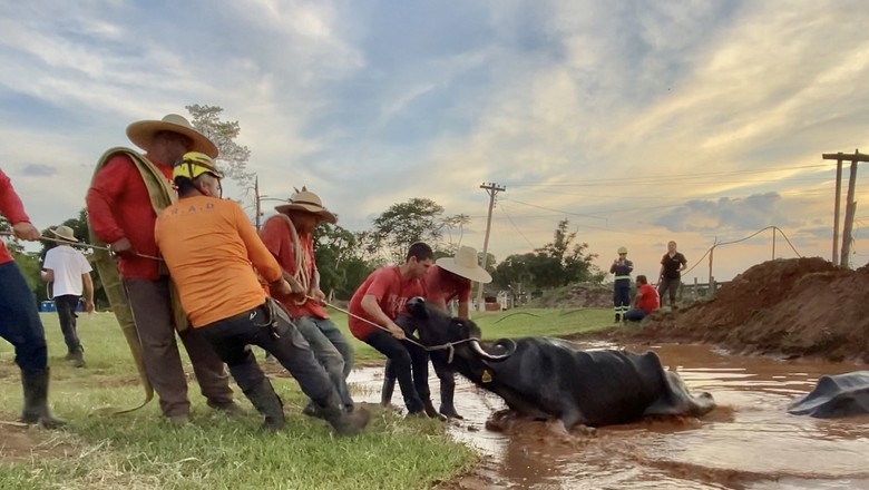 Hoje sob tutela da ONG Amor e Respeito Animal, búfalas sobreviventes recebem tratamento veterinário para se recuperar dos maus tratos (Foto: Divulgação/Catharina Bastos) (Foto: Divulgação/Catharina Bastos)