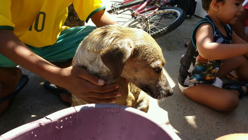 Cães tomaram um banho depois do incêndio para amenizar o efeito da fumaça (Foto: Corpo de Bombeiros / Divulgação )