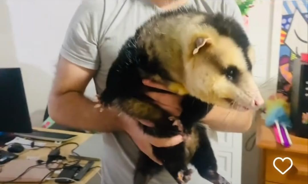 Gambá com 150 mil seguidores em rede social é apreendido no RS; animal está com obesidade mórbida, diz Ibama  