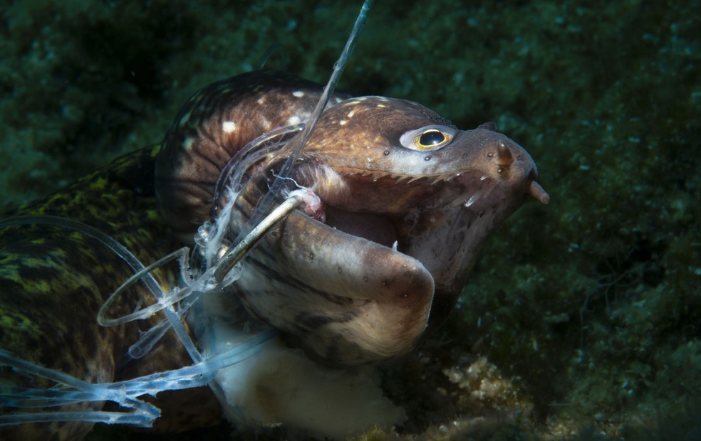 Foto de enguia morta em linha de pesca abandonada ganhou o 1° lugar na categoria 'Conservação' — Foto: Ocean Photopgraphy Awards | Kerim Sabuncuoglu