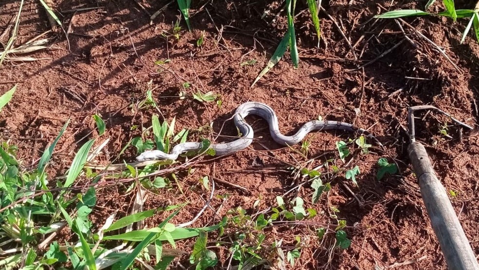 Cobra foi solta no habitat natural. — Foto: Reprodução/PMA