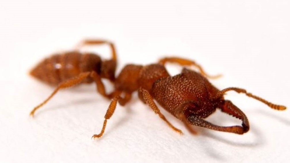 A formiga drÃ¡cula, nome da Mystrium camillae, morde a uma velocidade 5 mil vezes mais rÃ¡pida que uma picada de olho â Foto: Adrian Smith / BBC