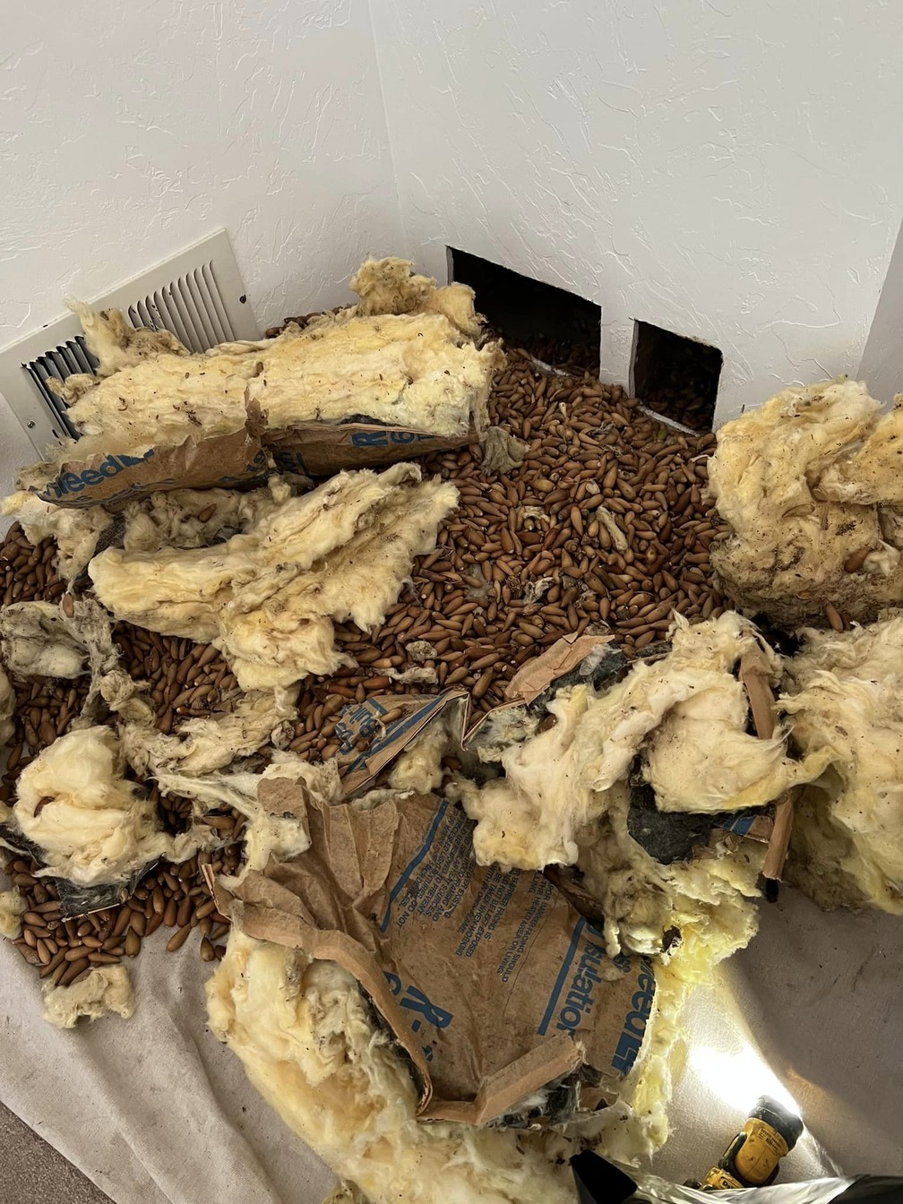 Milhares de bolotas espalhadas no chão de casa na Califórnia, nos EUA — Foto: Reprodução/Nick's Extreme Pest Control