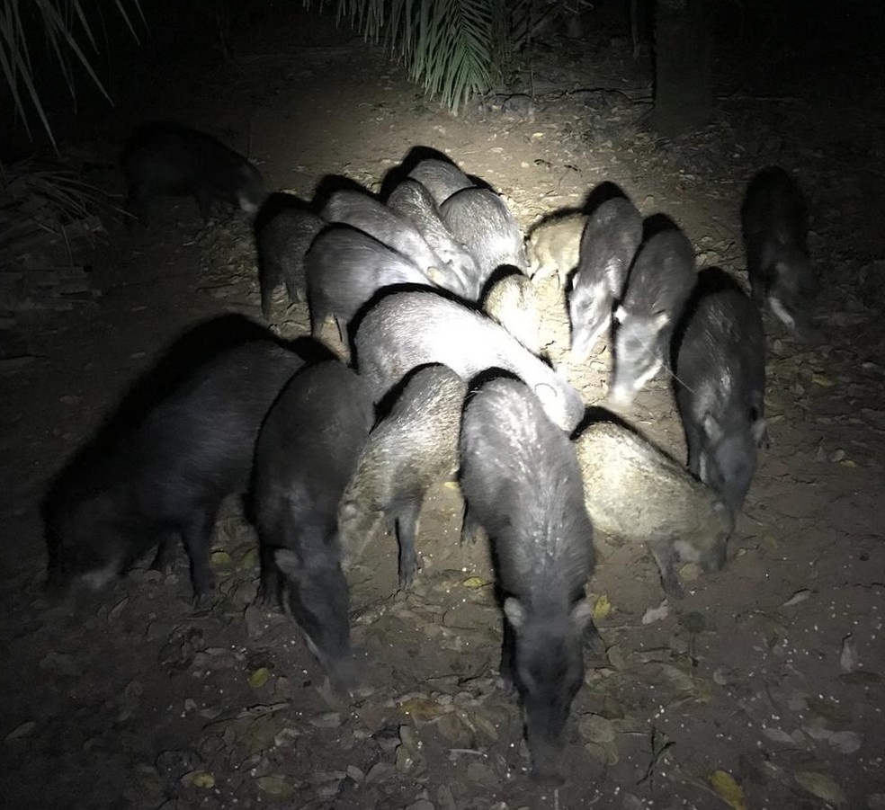 Queixadas se alimentaram de resto de comida que estava no local e fez pescadores subirem em Ã¡rvores, em Aquidauana MS. â Foto: Bruno Girotto