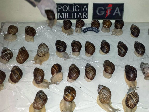 Caramujos foram encontrados dentro de caixa de papelão (Foto: Polícia Militar / Divulgação)
