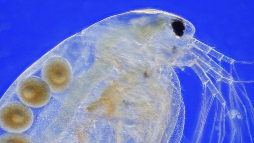 Uma pulga-da-água (Daphnia magna) carregando ovos partenogenéticos — Foto: Getty Images
