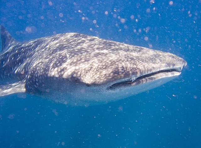 Fotografia de um tubarão-baleia, um dos maiores vertebrados não mamíferos do mundo. O maior deles, tem 18,8 metros.  (Foto: Wikimedia Commons \ jon hanson)