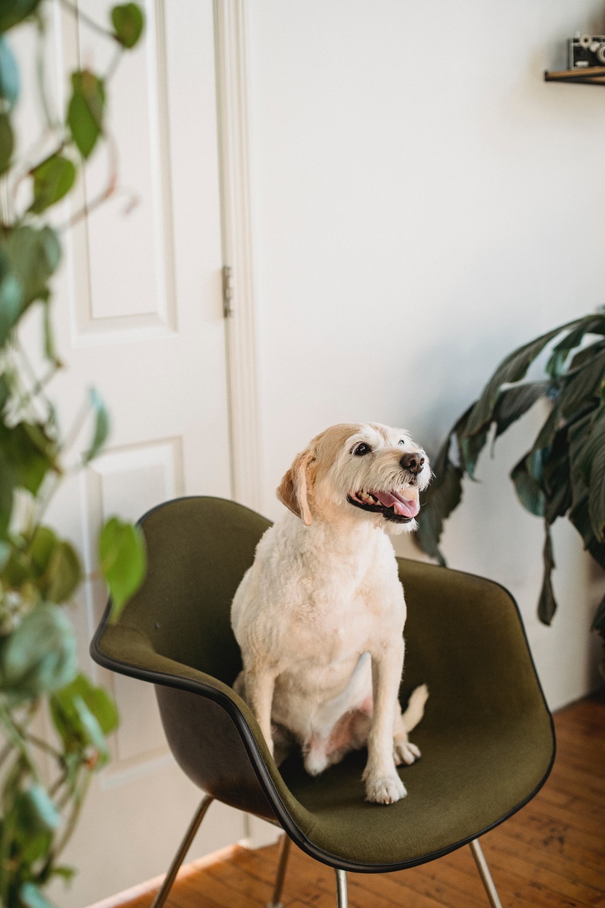 Muitos cães se sentem tristes e angustiados por ficarem sozinhos em casa, por isso, os programas de TV para pets podem ajudar a amenizar esses sentimentos (Foto: Pexels/ Samson Katt/ CreativeCommons)
