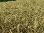 Queda na produtividade provoca a redução da safra de trigo no RS