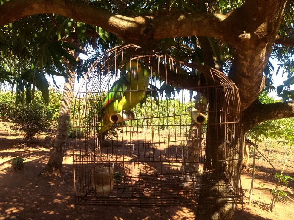 Papagaio-verdadeiro foi localizado em chácara, em Panorama — Foto: Polícia Ambiental