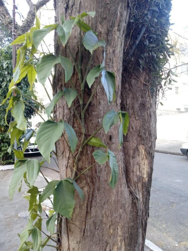 Há uma média de duas epífitas em cada árvore nativa ou plantada (Foto: ANDREA VASCONCELLOS CRESPO, via BBC News Brasil)