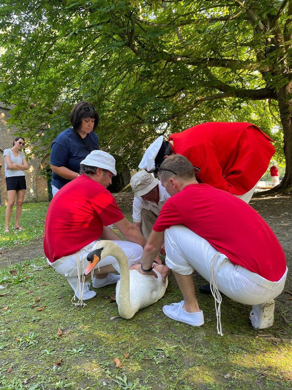 Censo anual dos cisnes da rainha no Reino Unido em 20 de julho de 2021 — Foto: Família Real Britânica