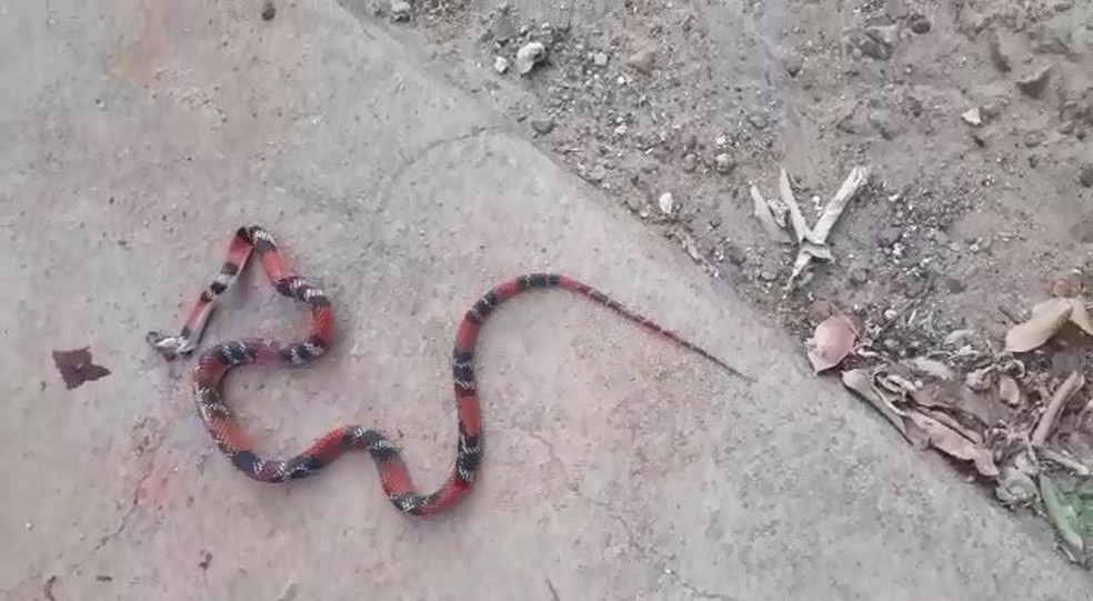 Cobra apareceu em residência em bairro de Lins para fugir de incêndio (Foto: Acervo Pessoal)
