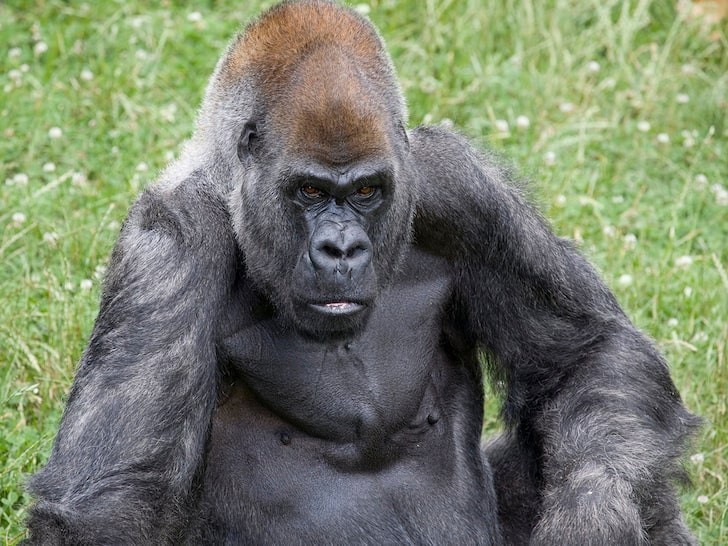 O gorila Ozzie vivia no zoológico de Atlanta (Foto: reprodução facebook)