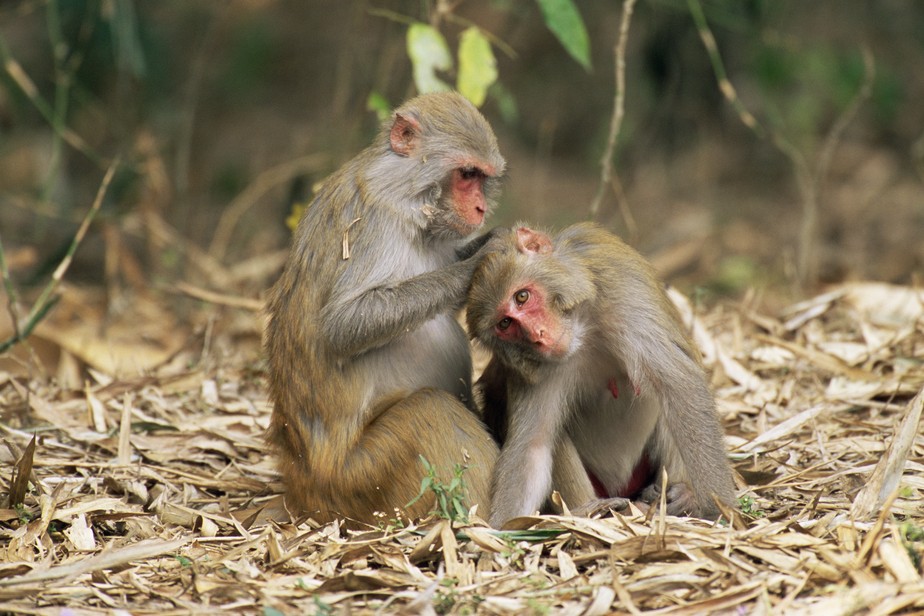 Pesquisadores acompanharam durante uma década o comportamento e o desenvolvimento cerebral de macaco-rhesus