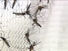 Casos de dengue crescem 153% na BA ; 24 cidades estão em emergência
