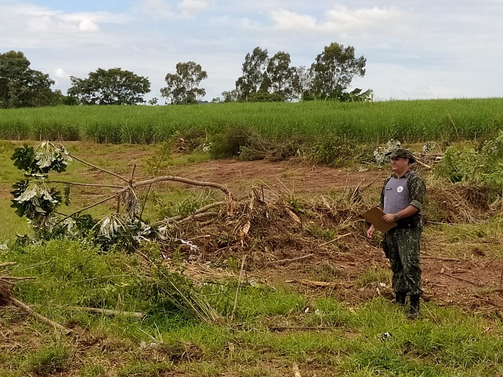 Fiscalizações constataram derrubada de 144 árvores nativas na região de Presidente Prudente — Foto: Polícia Militar Ambiental