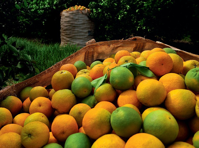 A guerra sem trégua contra o greening na laranja (Foto: Reprodução/Programa Globo Rural)