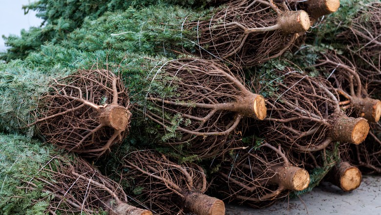 Árvore de Natal: como comprar e cuidar do pinheiro natural dentro de casa -  Revista Globo Rural | Vida na Fazenda