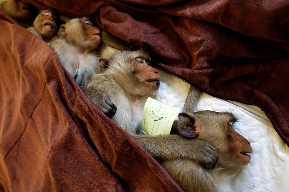 22 de junho - Macacos são sedados enquanto se recuperam após um procedimento de esterilização realizado pelo Departamento de Parques Nacionais devido ao aumento de sua população na área urbana e nos pontos turísticos da cidade de Lopburi, na Tailândia   — Foto: Jorge Silva/Reuters