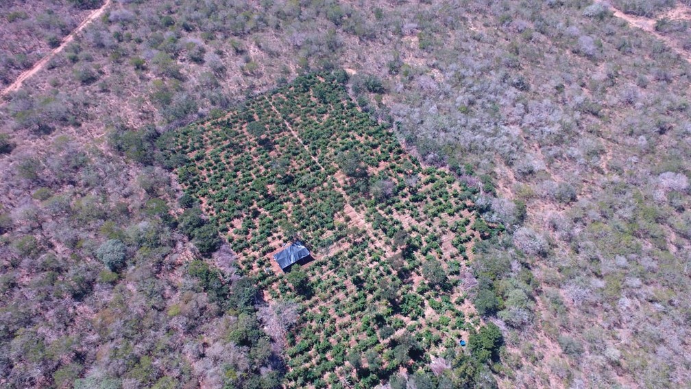 PlantaÃ§Ã£o da droga foi encontrada com a ajuda de um drone â€” Foto: DivulgaÃ§Ã£o/SSP-BA