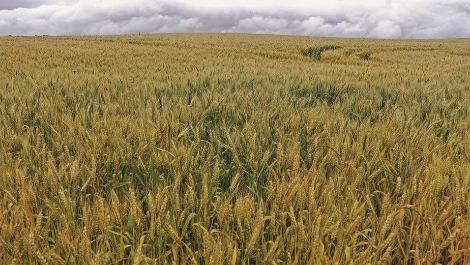Com aumento de produção e queda nas exportações, Brasil deve encerrar safra nova com estoques maiores de trigo