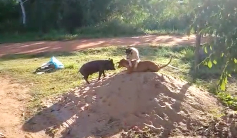 Vizinho filmou porco e diz que ele se comporta como outros cachorros de bairro de MS — Foto: Pedro Tavares/Arquivo Pessoal