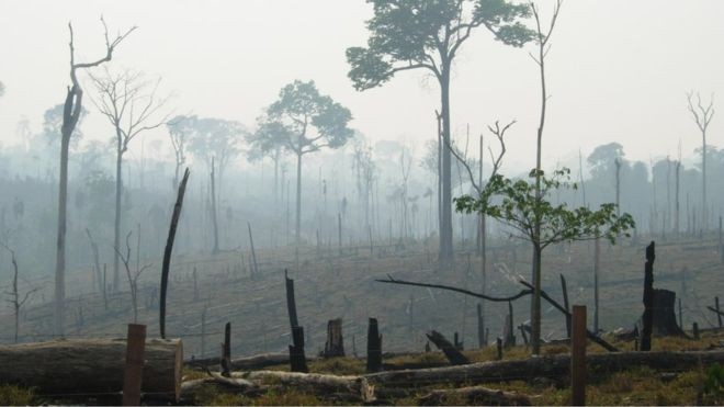 Estudo mostra que 27% do desmatamento global é decorrente da produção de commodities (Foto: Alexander Lees via BBC News Brasil)