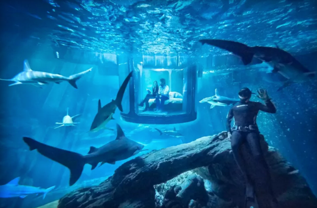 Que tal dormir com esses vizinhos inesperados?  (Foto: The Shark Aquarium on AirBnB )