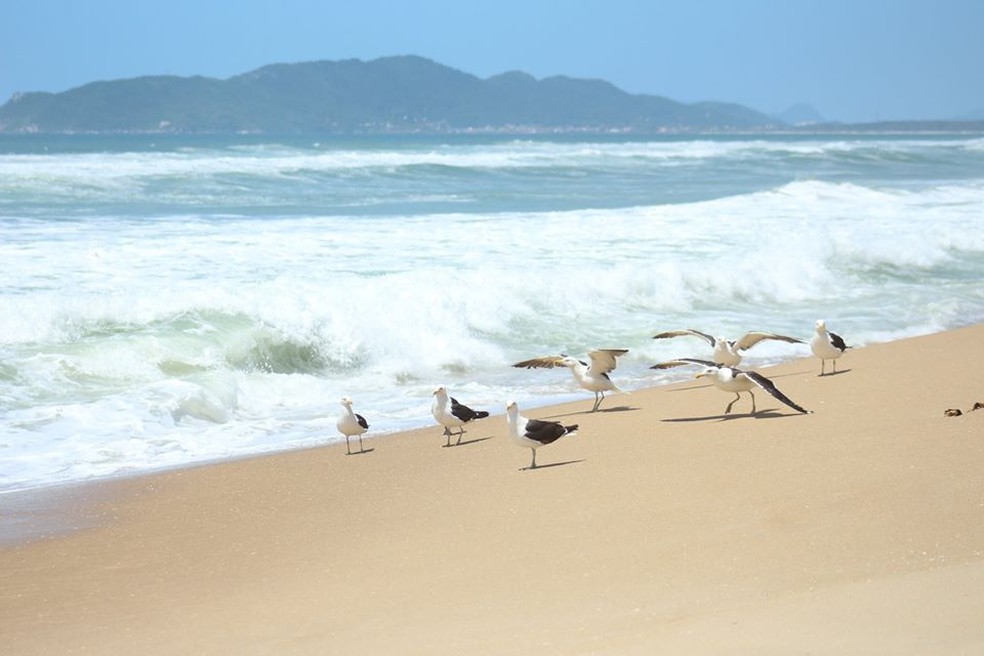 Praia do Moçambique, em Florianópolis, na última terça-feira.  — Foto: Nilson Coelho/R3 Animal