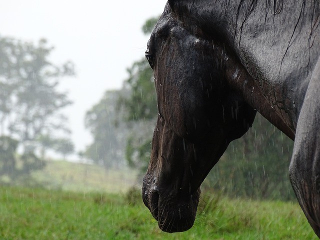 Tirar o cavalinho da chuva é uma ordem para não fazer algo (Foto: Virginia Ede / Pixabay / CreativeCommons)
