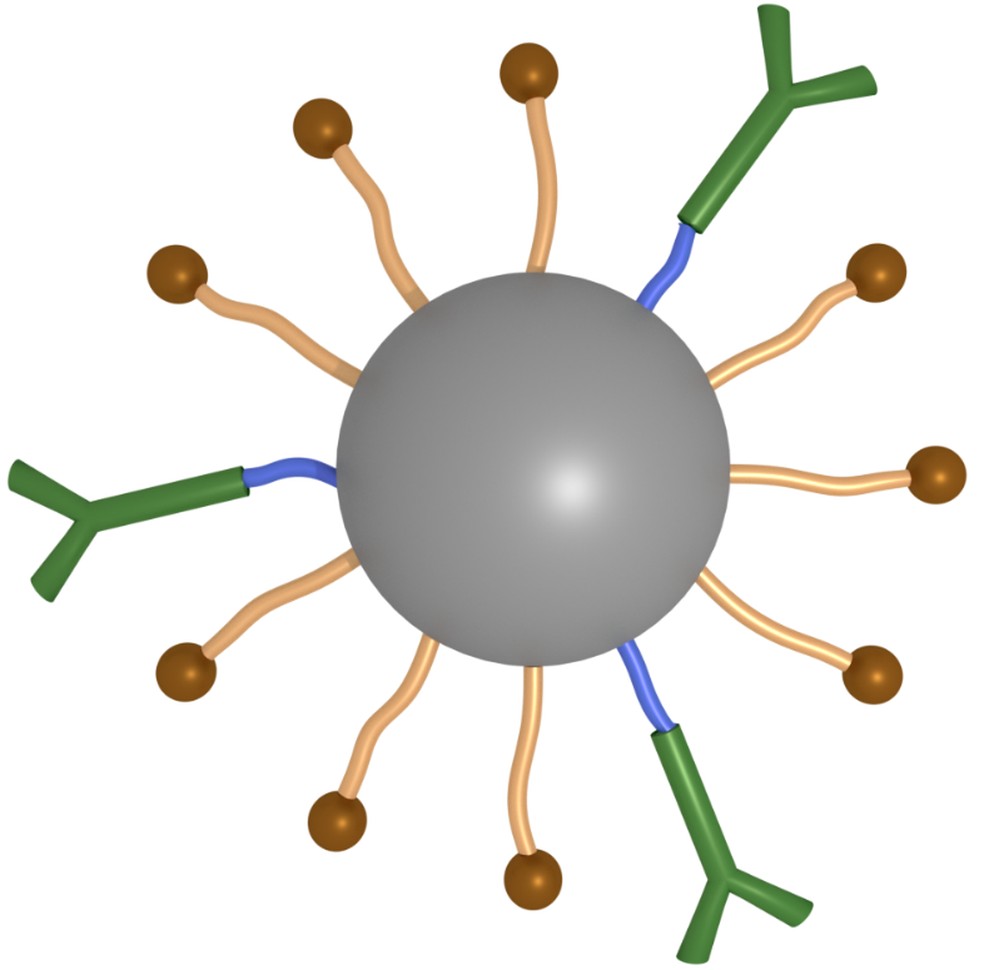Representação da nanopartícula recoberta por grupos super-hidratados, que fazem a camuflagem, e os tentáculos (em Y) para ligar os grupos ativos às células-alvo — Foto: Arte/CNPEM