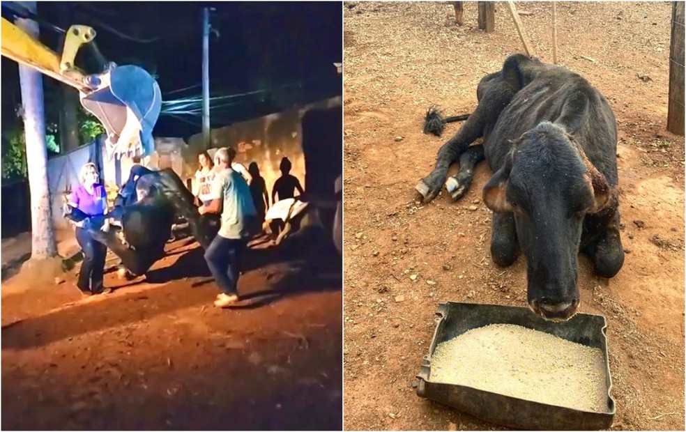 Vaca abandonada às margens de córrego é resgatada com ajuda de retroescavadeira em Itapetininga — Foto: União Protetora dos Animais/ Divulgação