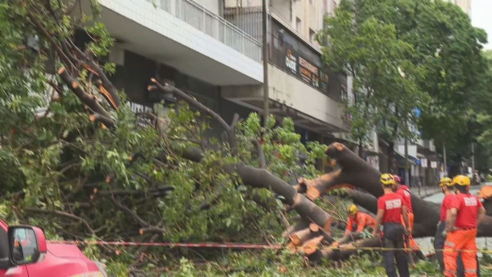 Árvore caiu na rua Curitiba, centro de BH — Foto: TV Globo / Reprodução