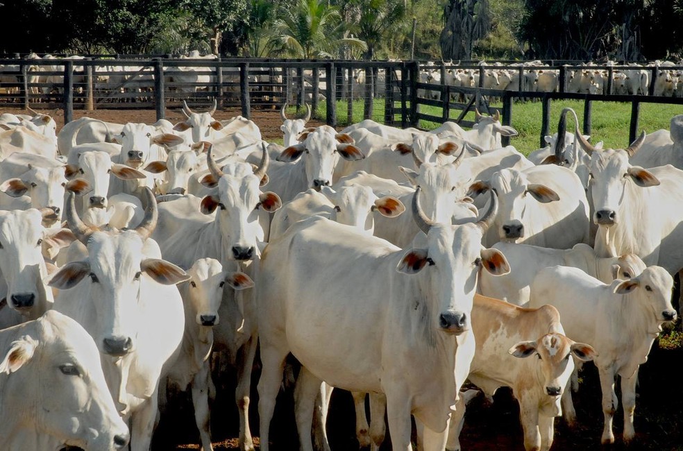 Casos de raiva entre animais cresce no Paraná — Foto: Lenito Abreu/Ascom Adapec