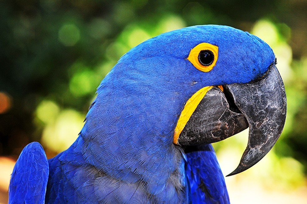 Arara-azul-grande está ameaçada pelo desmatamento e tráfico de aves — Foto: Rudimar Narciso Cipriani
