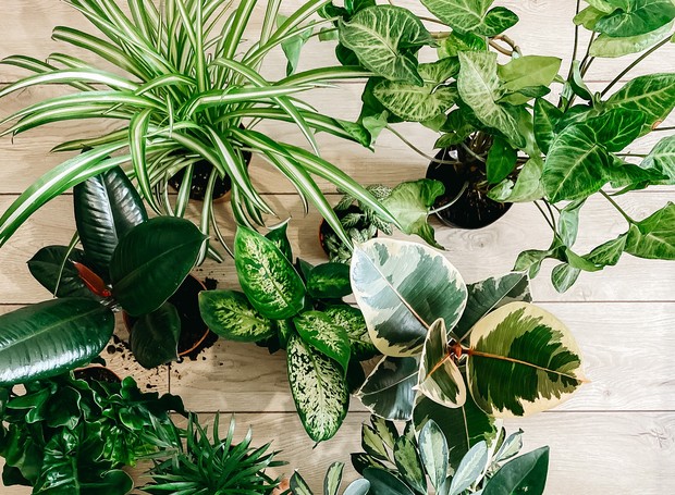 Padrão de plantas em casa escura