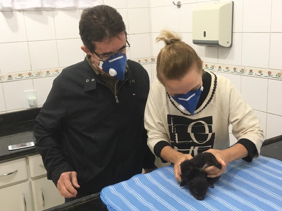 Filhotes de cachorro-do-mato recebem tratamento em clínica veterinária — Foto: Carlos Volpi/TV Fronteira