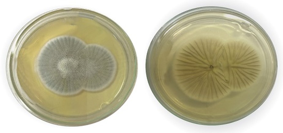 P. chrysogenum: à esquerda, a frente e, à esquerda, o outro lado do micro-organismo
