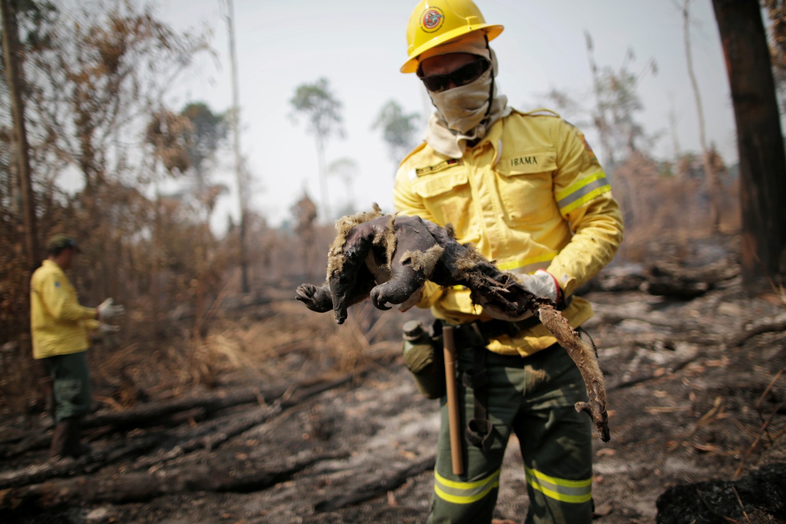 Membro da brigada de incêndio do Instituto Brasileiro do Meio Ambiente e dos Recursos Naturais Renováveis (Ibama) encontra tamanduá morto enquanto tentava controlar focos de incêndios, em uma área da selva amazônica perto de Apuí, no AmazonasREUTERS