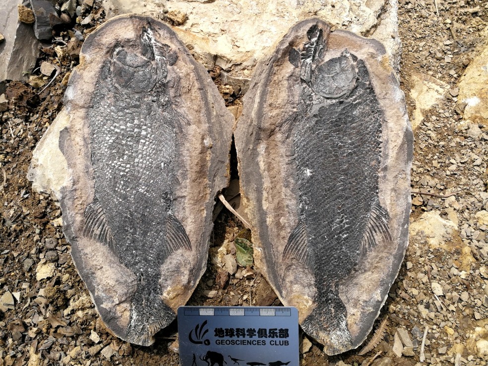  Fóssil do peixe Watsonulus, gênero extinto de peixes pré-históricos, também estava entre as descobertas — Foto: Reprodução/Xu Dai