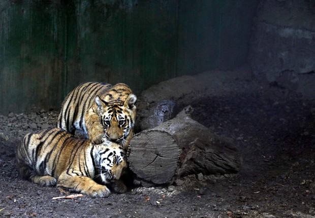 Tigres no zoológico Katraj, na Índia (Foto: Rahul Raut/Hindustan Times via Getty Images)