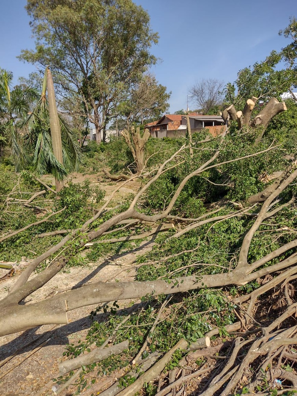 Corte e poda irregulares de árvores rendem R$ 42,5 mil em multas à Prefeitura de Regente Feijó (SP) — Foto: Cedida