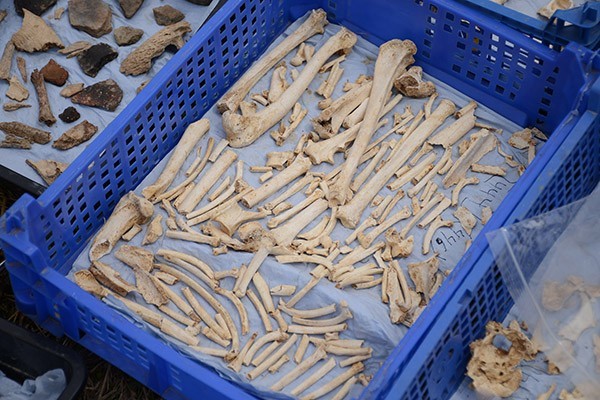 Ossos de animais descobertos durante escavações na Inglaterra (Foto:  Universidade de Bournemouth )