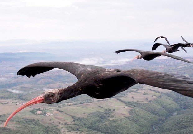 Migração das ibis-eremitas de Salzburgo foi seguida por internautas (Foto: Reprodução/YouTube)