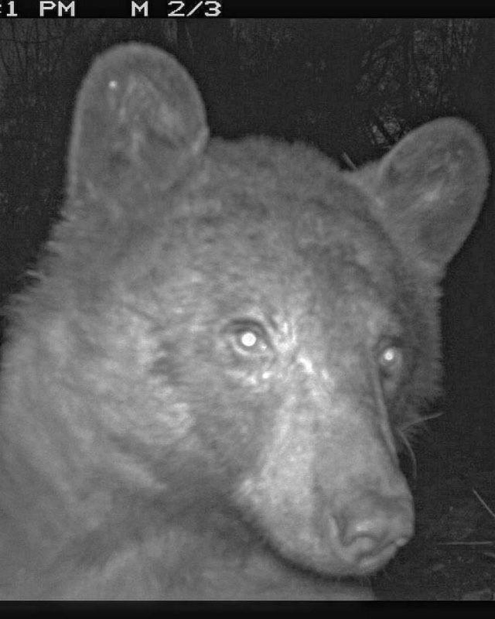 Urso flagrado por câmera com sensor de movimento em Boulder, nos EUA, janeiro de 2023. — Foto: City of Boulder Open Space & Mountain Parks