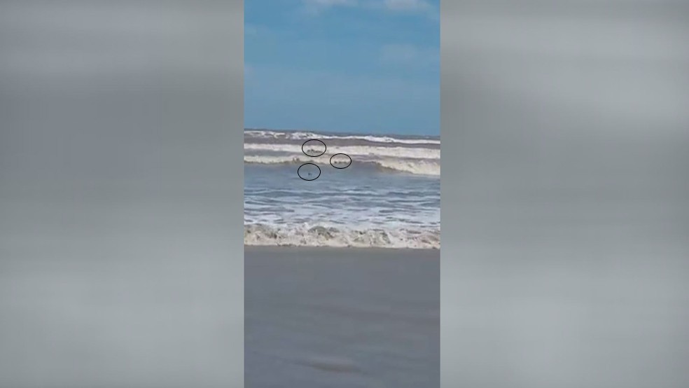 Vídeo mostra cardume de tubarões que feriu menino de 11 anos em Ilha Comprida, SP — Foto: Reprodução