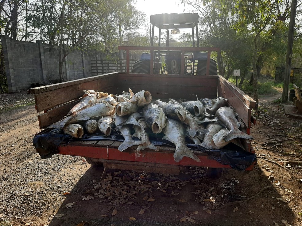 Moradores registram peixes encontrados mortos na lagoa de Ipeúna — Foto: Reprodução/EPTV